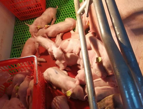 微信截圖_20250627155557.png