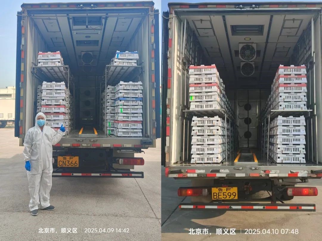 【引種】引種先鋒肩負起保障糧食安全的重任——益生股份第三批祖代雞順利引進
